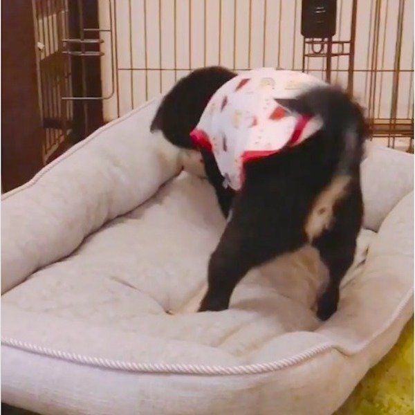 掘り掘りワンコ