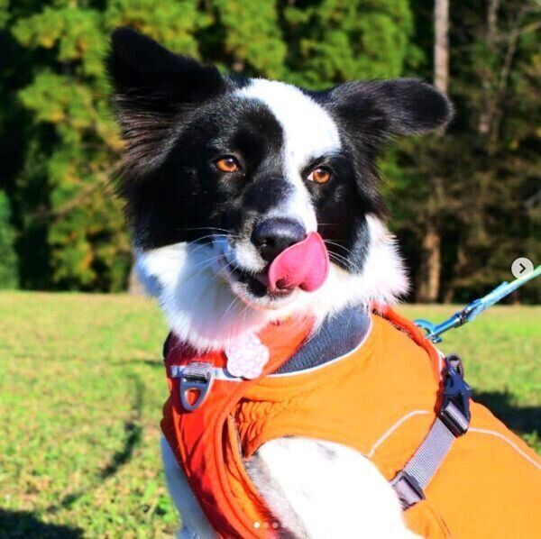 舌を出すりんちゃん