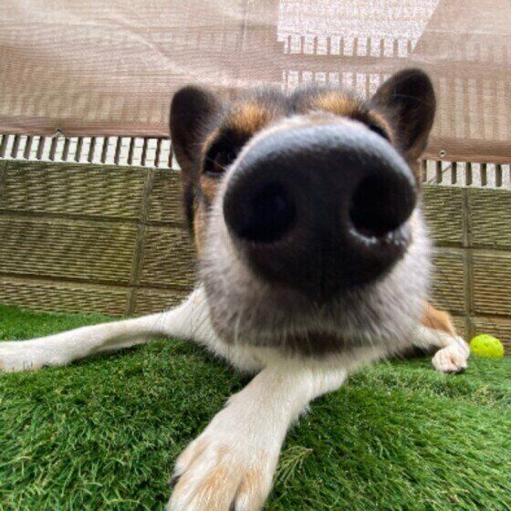 中型犬のウニちゃん