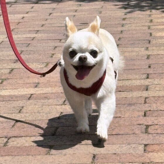 お散歩中のチワワ いぬのきもち