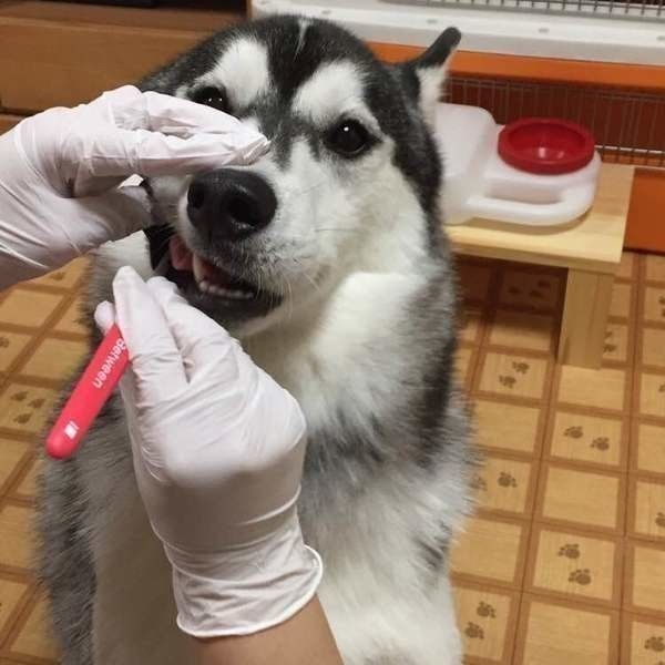 シベリアン・ハスキーの歯磨き