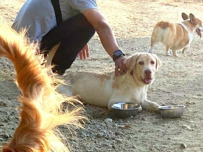 ドッグランでほかの犬の飼い主さんになでてもらうトロちゃん