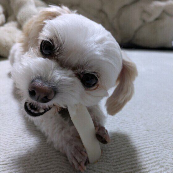 Mix（小型犬）のチョコちゃん♪