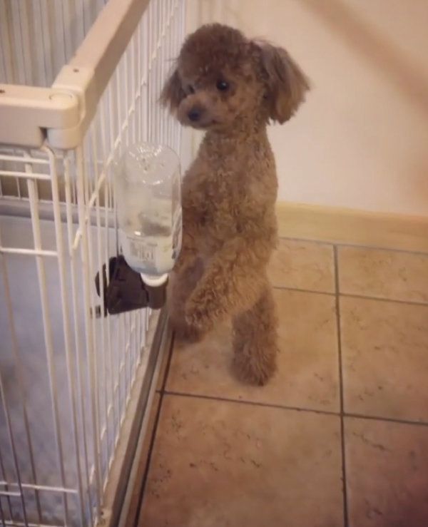 ボクシングをするトイ・プードル