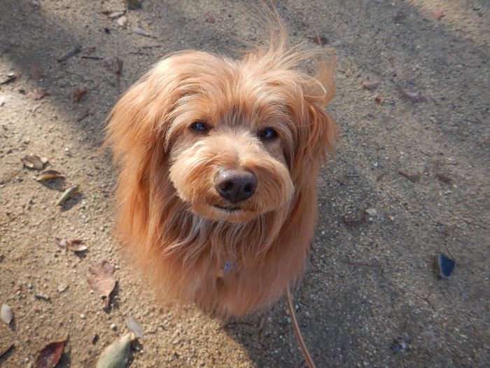 連載「こぐま犬てんすけ」