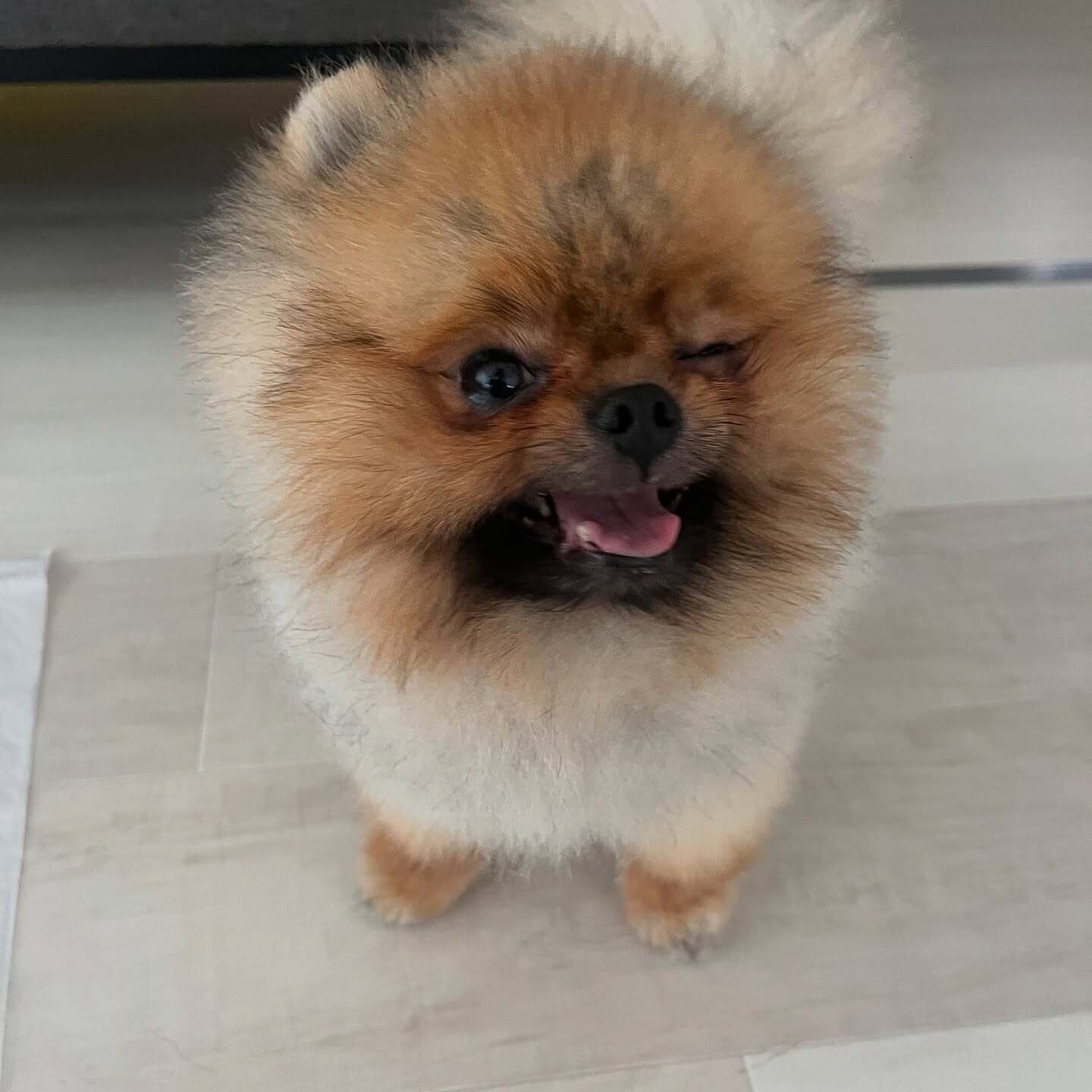 “ウインク”のような表情になったぶぶ丸くん