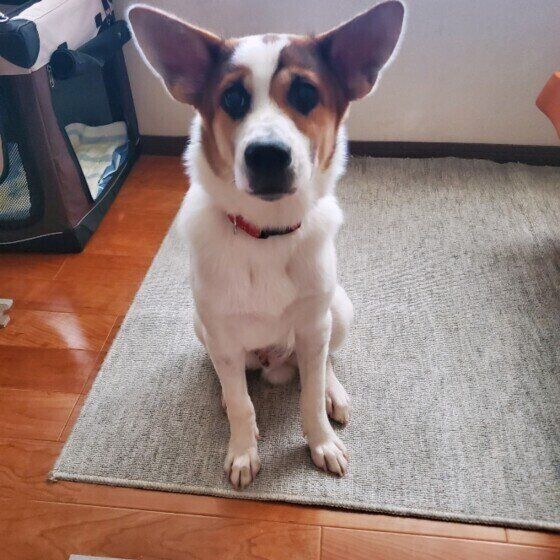 耳が大きいととろちゃん