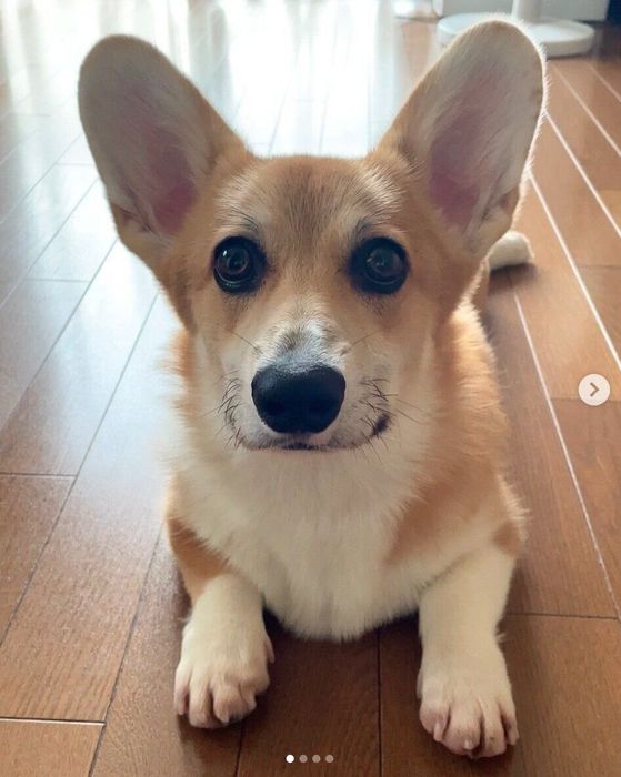 見つめるピノくん