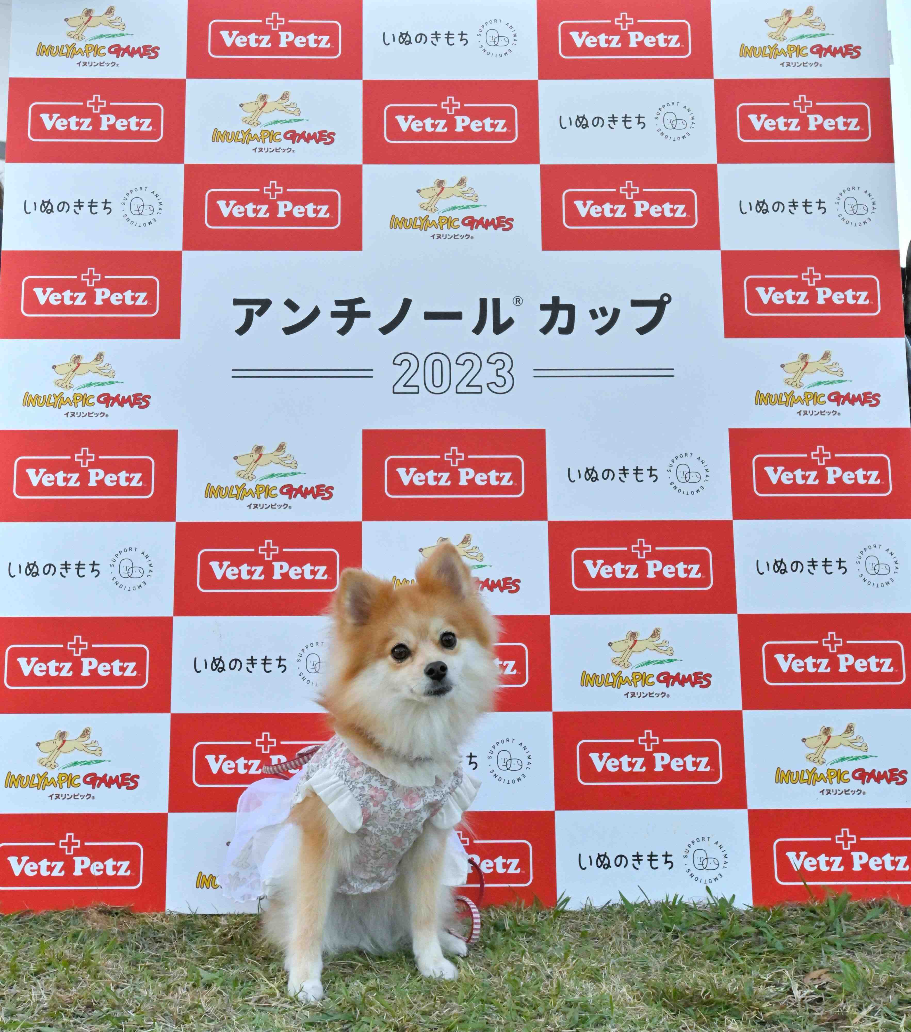 タイムレース50アンチノールカップに参加したポメラニアン