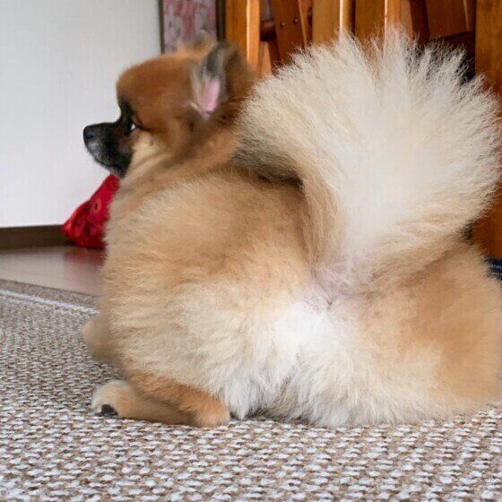 犬が自分のおしりのニオイを嗅ぐ理由は 過剰に気にする場合は要注意 いぬのきもちweb Magazine