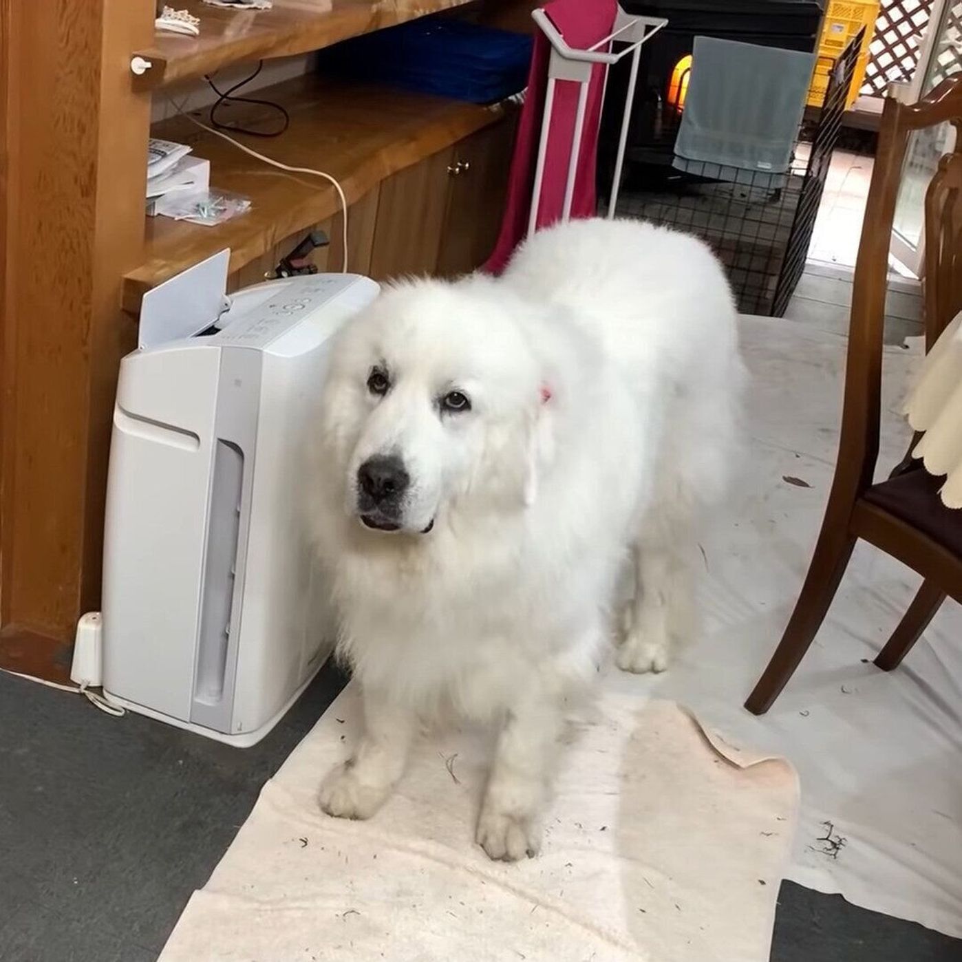 目薬はイヤなの イヤイヤステップ でお父さんを翻弄しちゃう大型犬 いぬのきもちweb Magazine 目薬はイヤなの イヤイヤステップ でお父さんを翻弄しちゃう大型犬 いぬのきもちweb Magazine