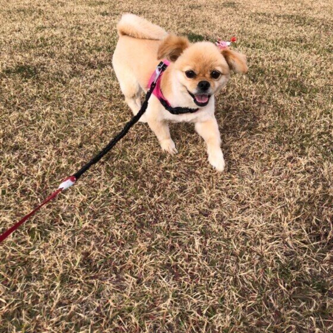 獣医師監修 愛犬がしゃっくりをする 原因 病気の可能性 しゃっくりの止め方 いぬのきもちweb Magazine 獣医師監修 愛犬がしゃっくりをする 原因 病気の可能性 しゃっくりの止め方 いぬのきもちweb Magazine
