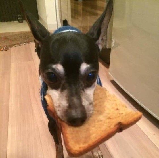 盗み食いするミニチュア・ピンシャー