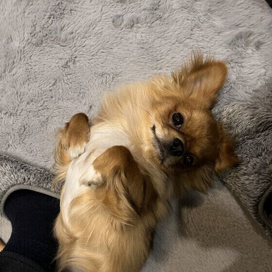 お腹を出すチワワ