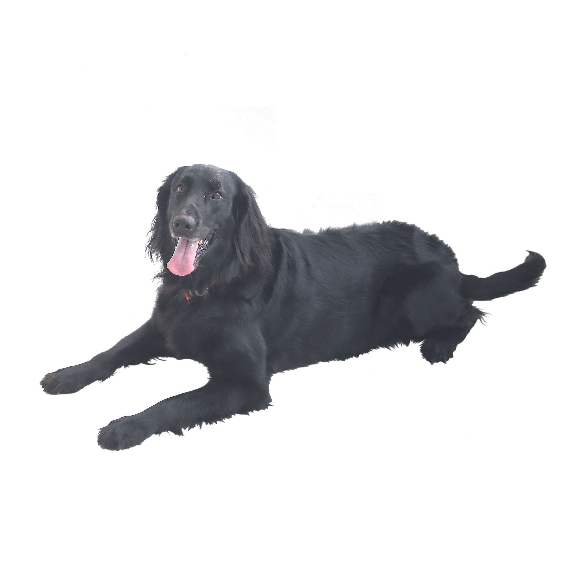 約40年でなんと2倍に 犬の寿命が延びた理由 いぬのきもちweb Magazine