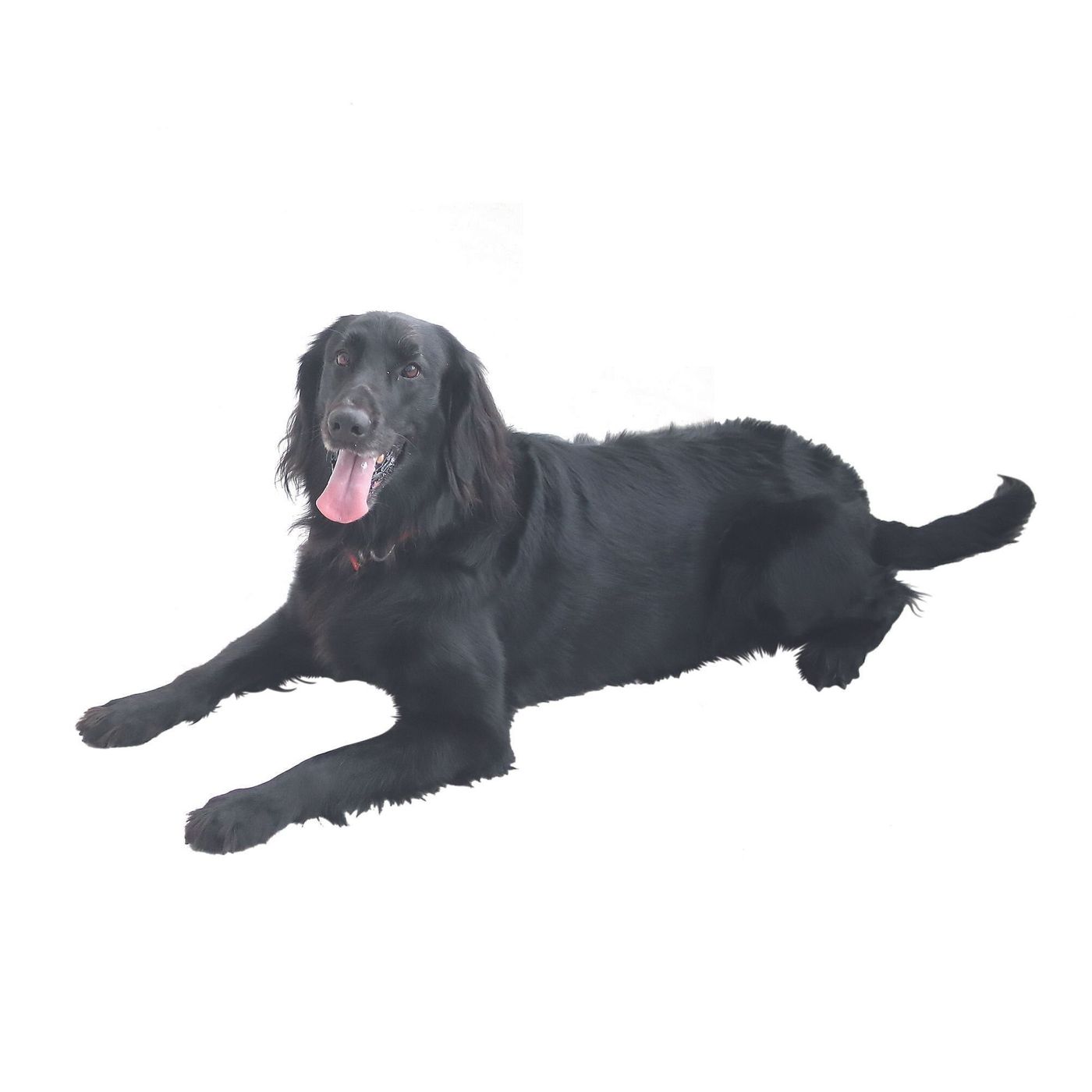 約40年でなんと2倍に 犬の寿命が延びた理由 いぬのきもちweb Magazine 約40年でなんと2倍に 犬の寿命が延びた理由 いぬのきもちweb Magazine