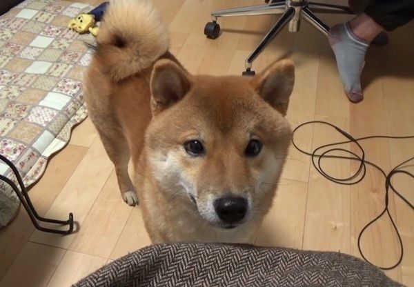 イスと飼い主さんの間に挟まる柴犬