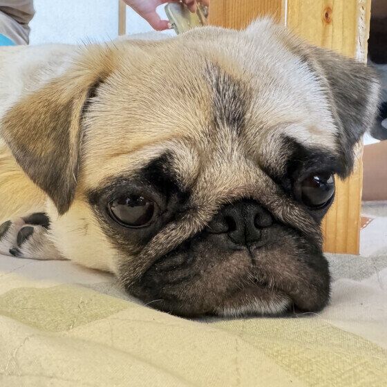 犬が薬を飲まない・嫌がる理由と投薬のコツを獣医師に聞いた いぬのきもち