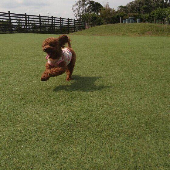 ドッグランで走る犬（トイ・プードル、メス）