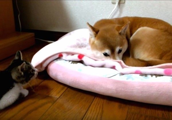 柴犬が気になる猫