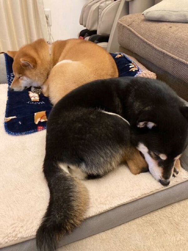 仲良く眠るまるくん、てんちゃん