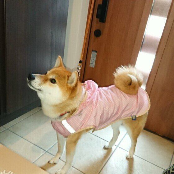 散歩に出かけようとする柴犬