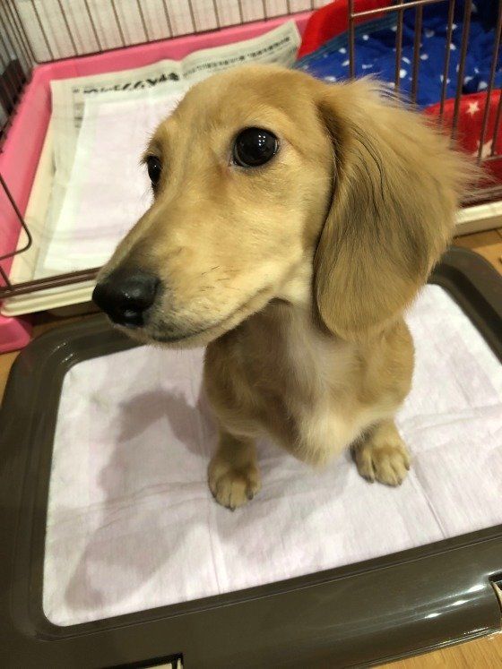 トイレをするミニチュア・ダックスフンド