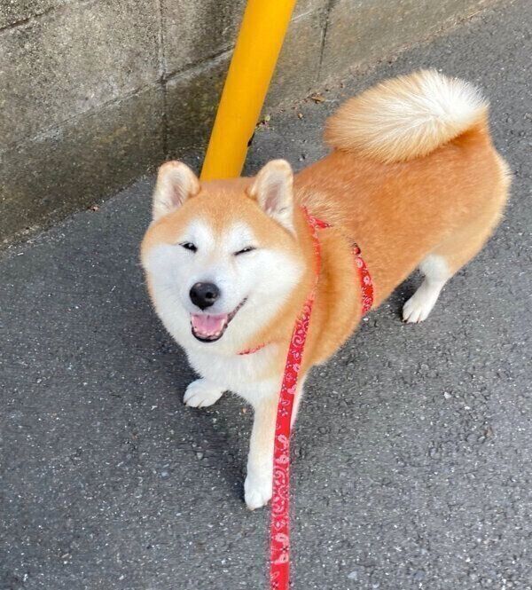 お散歩を楽しむまるちゃん