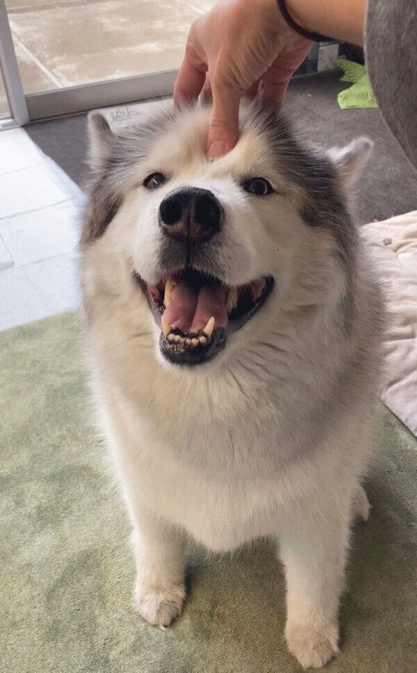 ナデナデしてもらうフィスくん