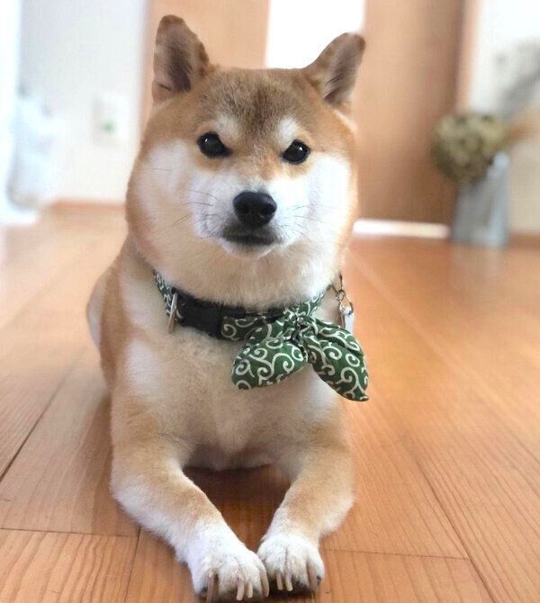 見つめるラテくん