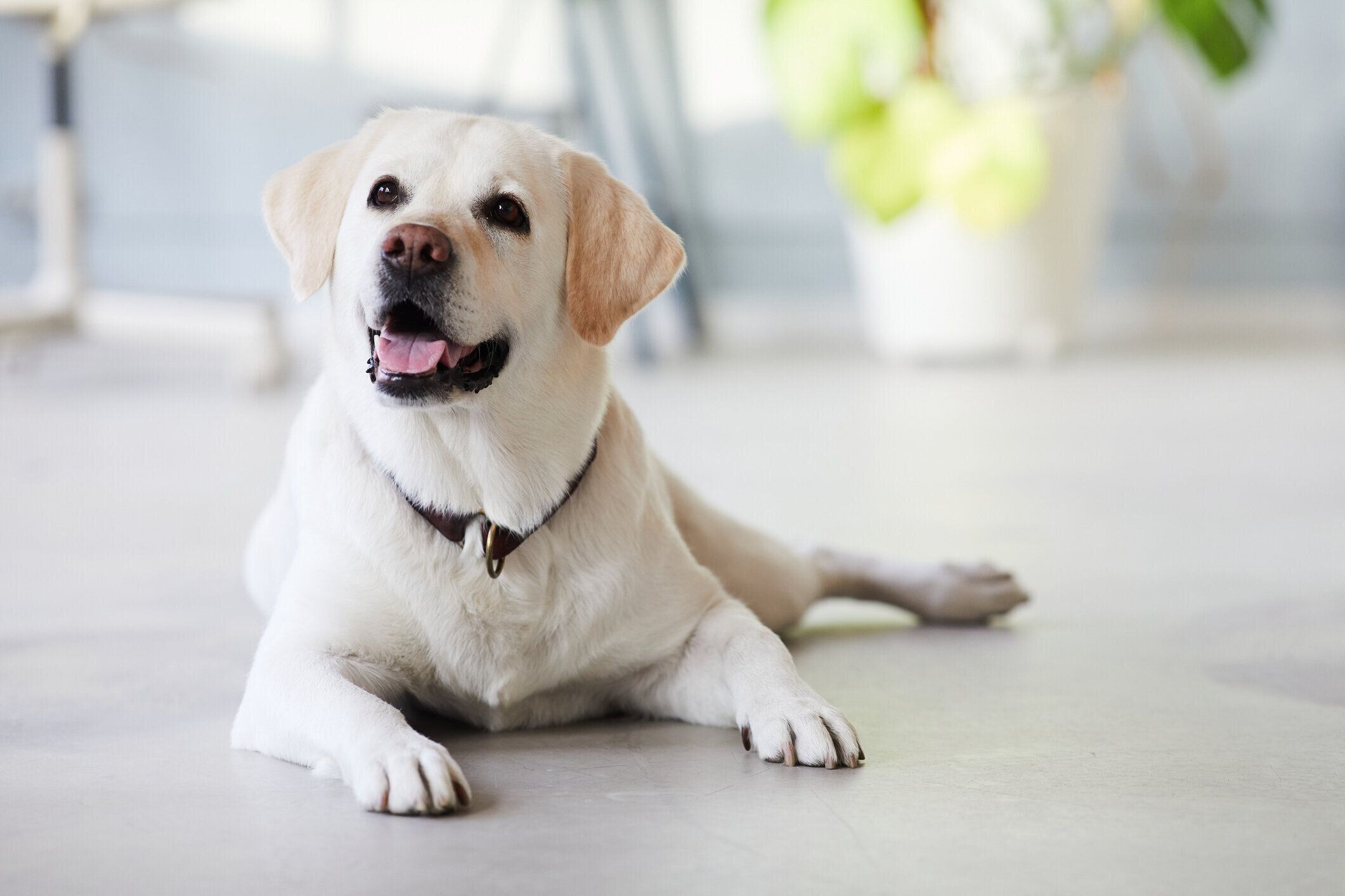 床の上でくつろぐラブラドール・レトリーバー