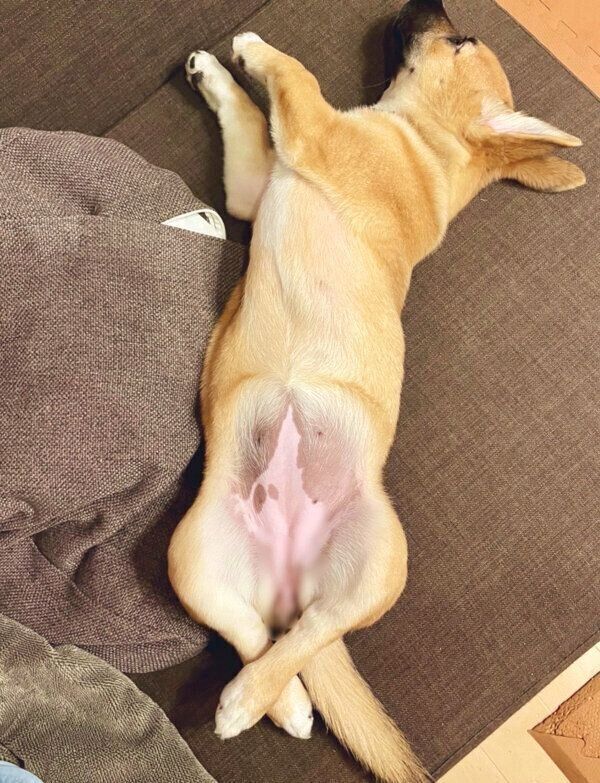 くつろぐぺこちゃん