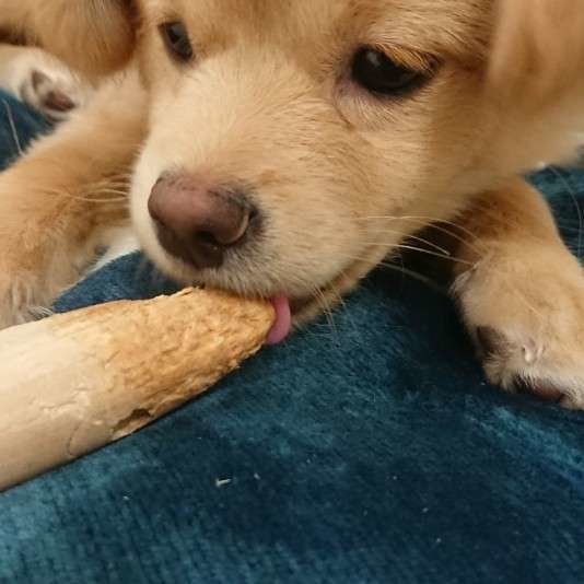 木のおもちゃを噛む犬