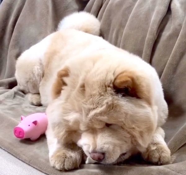 豚の鼻を食べるくり蔵くん