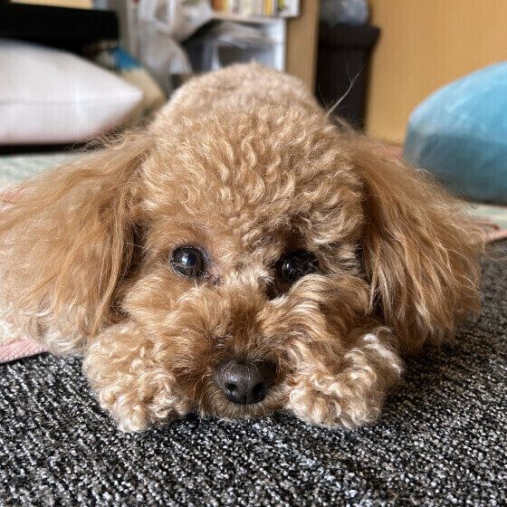 犬が嫌がる3つの接し方 犬が嫌がることってどんなこと？ いぬのきもち