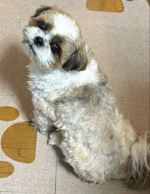 かわいらしく振り向くシーズー