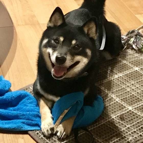 笑顔を見せる柴犬