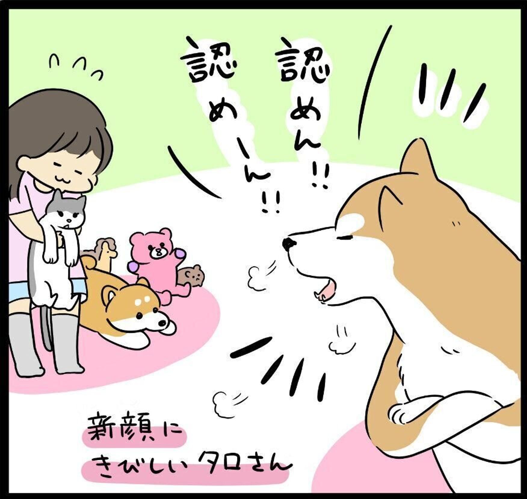 認めん 新メンバーに厳しい柴犬タロさんと むしろはしゃぐ娘 連載 モフモフ柴とプニプニ娘 第129話 いぬのきもちweb Magazine 認めん 新メンバーに厳しい柴犬タロさんと むしろはしゃぐ娘 連載 モフモフ柴とプニプニ娘 第129話 いぬのきもちweb Magazine
