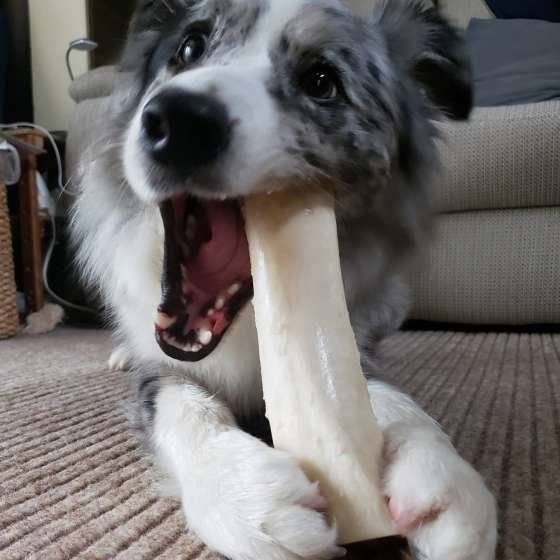 ボーダー コリーの特徴と性格 飼い方 価格相場など 犬図鑑 いぬのきもちweb Magazine