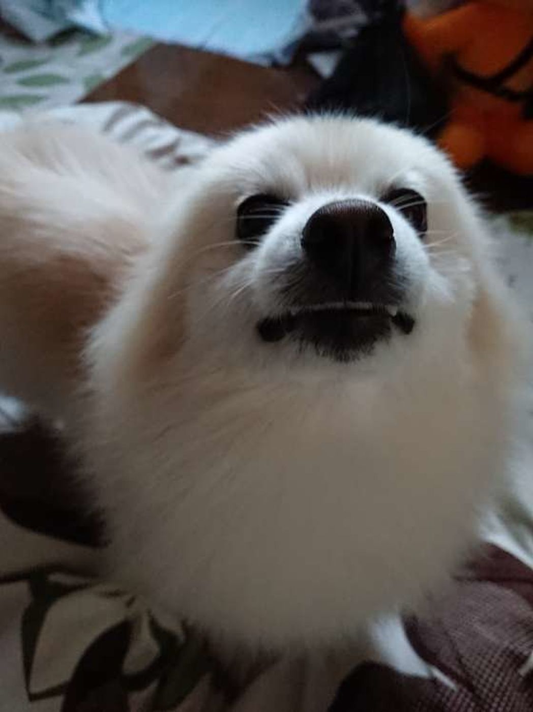 犬がお耳を ぺたーん とする理由とは 可愛い画像とともに解説 いぬのきもちweb Magazine 犬がお耳を ぺたーん とする理由とは 可愛い画像とともに解説 いぬのきもちweb Magazine