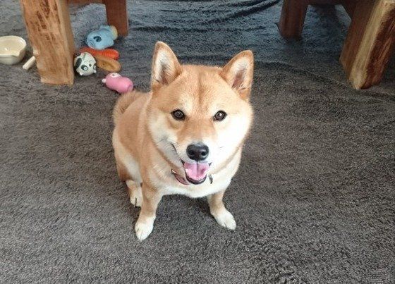 お父さんとの散歩を楽しいだ後の柴犬の雪ちゃん