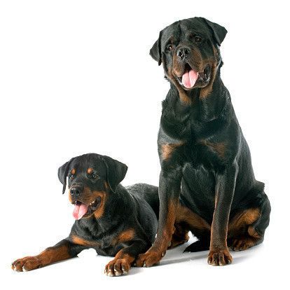 ロットワイラー