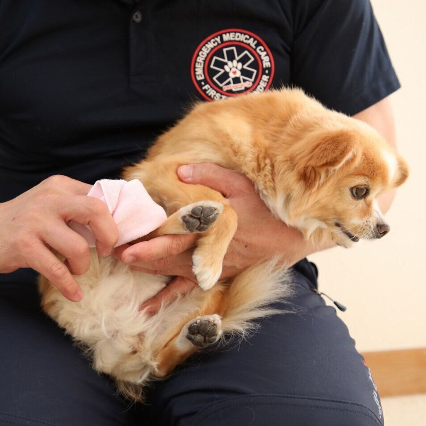 愛犬がほかの犬に噛まれた 飼い主さんができる対処法を専門家に聞いた いぬのきもちweb Magazine 愛犬がほかの犬に噛まれた 飼い主さんができる対処法を専門家に聞いた いぬのきもちweb Magazine