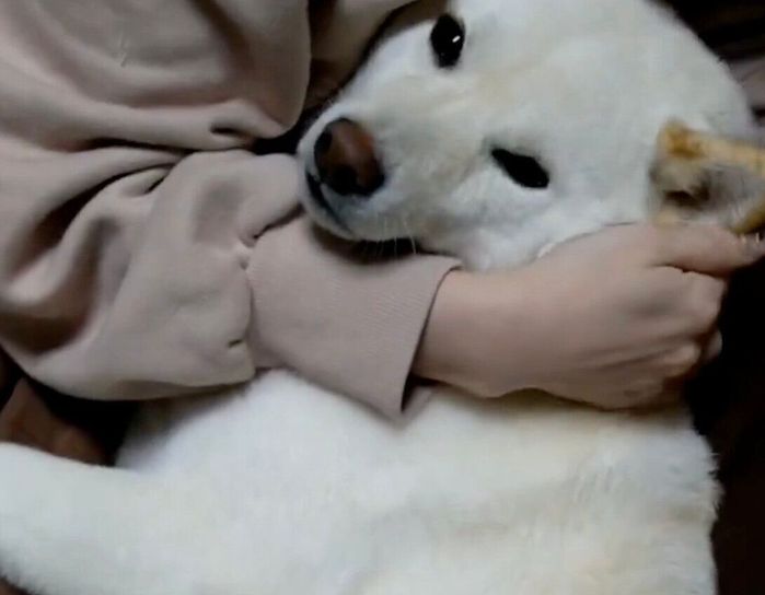 飼い主さんに甘えるはるちゃん
