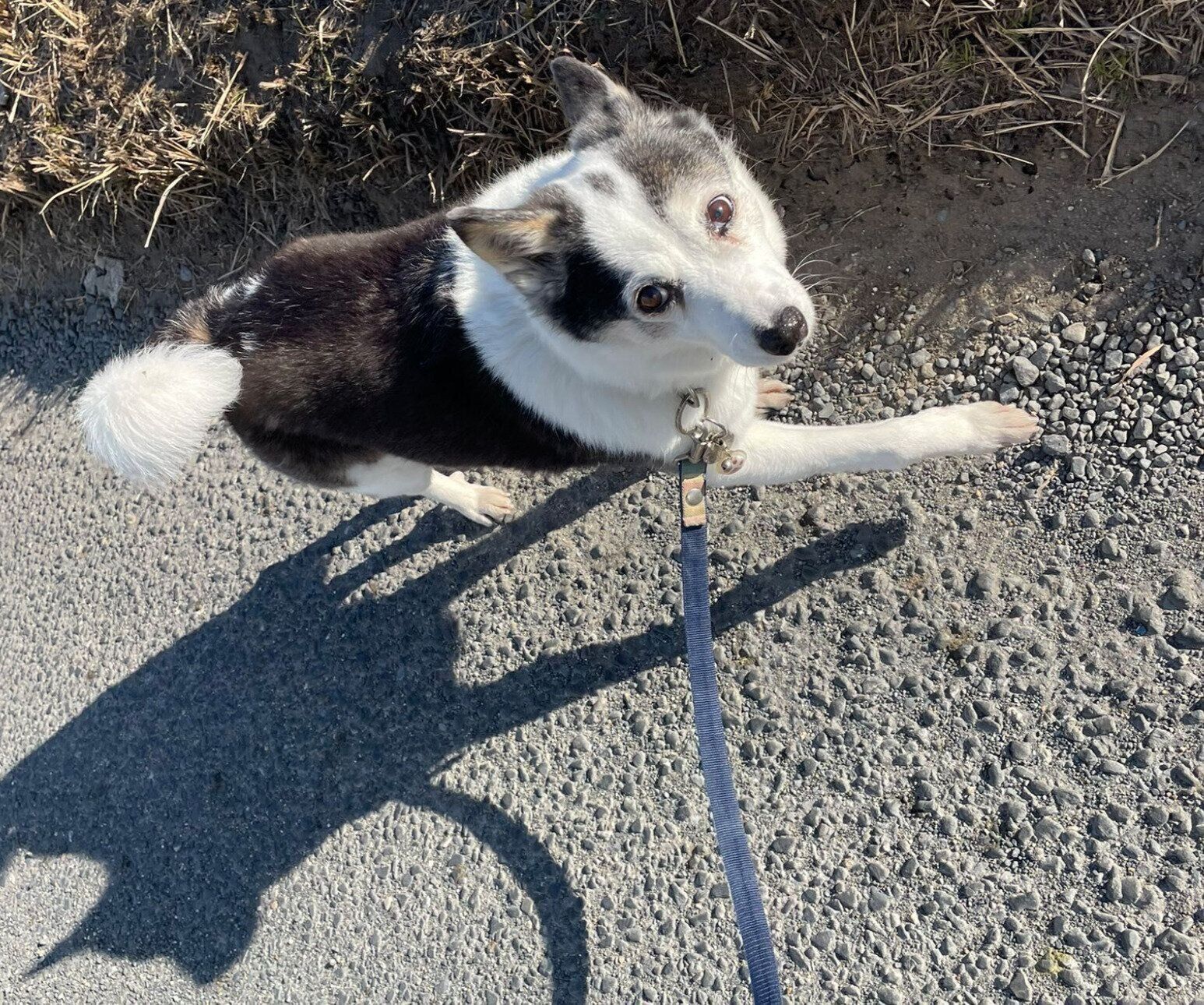 散歩を楽しむこぶしちゃん