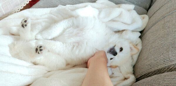 まったりするこめたくん