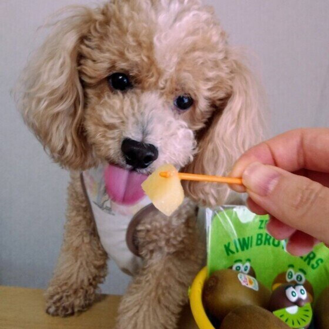 獣医師監修 犬にキウイを与えても大丈夫 キウイを食べるメリットと与え方を解説 いぬのきもちweb Magazine 獣医師監修 犬にキウイを与えても大丈夫 キウイを食べるメリットと与え方を解説 いぬのきもちweb Magazine
