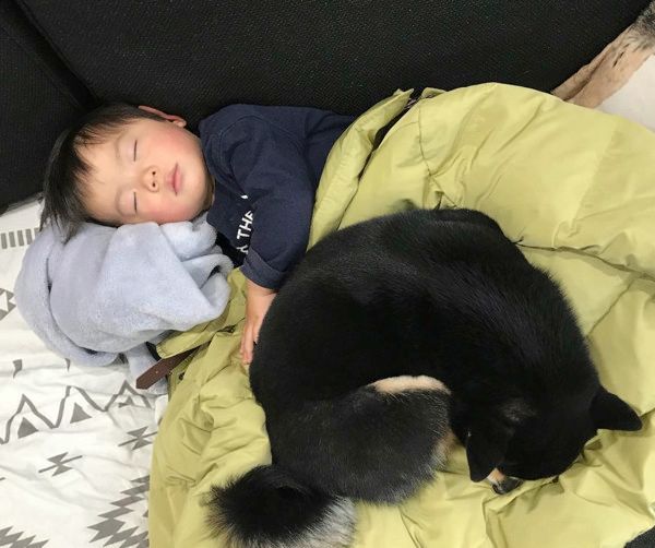 添い寝する柴犬