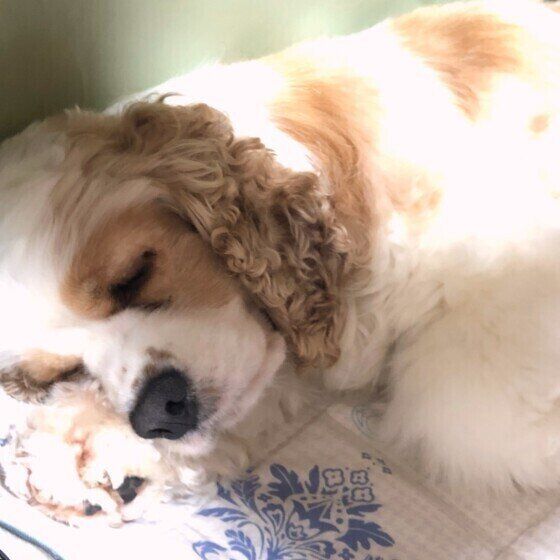 アメリカン・コッカー・スパニエルの健くん