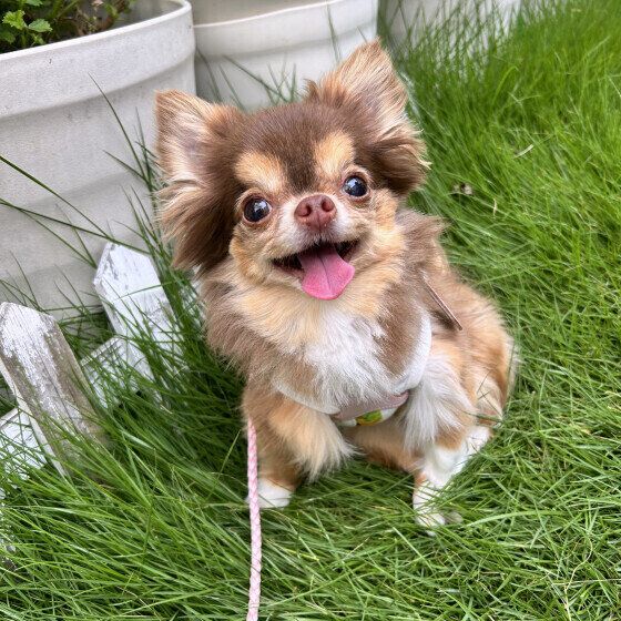 犬が疲れているときにみせるサインとは？ 犬が疲れる原因と対処法 いぬのきもち